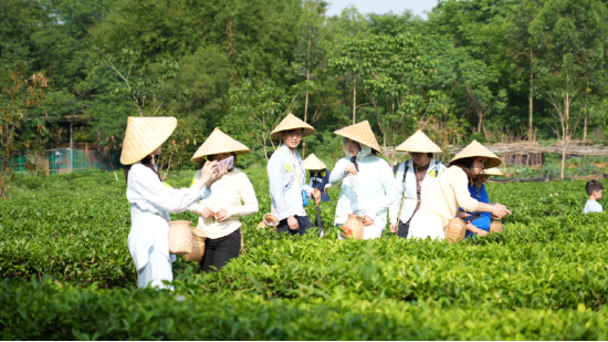 红旗茶厂特色茶文旅活动吸引众多游客参与体验