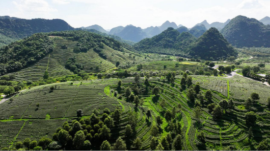 横石塘镇积庆里红茶谷里,万亩茶海碧浪翻涌。曾亮超 摄
