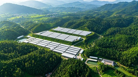金苒鸽业智慧养殖基地