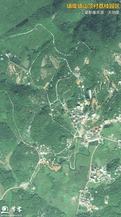 镇隆镇山顶村荔枝产业园.卫星影像来源:天地图