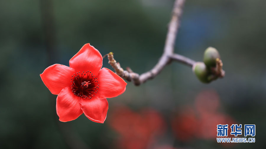　　广州四季有花，四季常绿，拥有“花城”美称。图为广州市的市花木棉。新华网发（黄巧珠 摄）