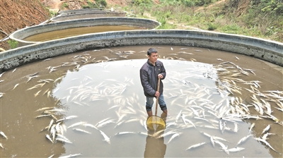 疑遭投毒死亡的中华鲟飘浮在鱼池里。