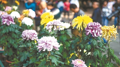 广州文化公园,菊花盛开,众多市民在此赏花拍花。广州日报全媒体记者廖雪明 摄