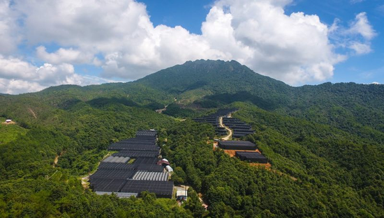 翁源的兰花培育基地