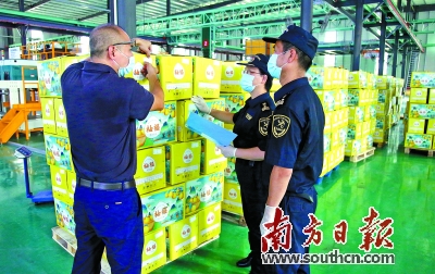梅州海关关员对首批输美蜜柚进行检疫监管。