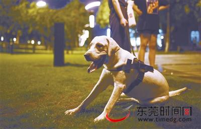 傍晚下班后，不少市民会到公园等公共场所遛狗 记者 赵浛锐 摄