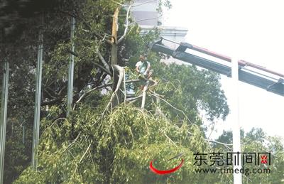 虎门大道,工作人员正在清理被风刮断的树木