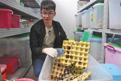 实验室的赵政照管着数万只蟑螂。