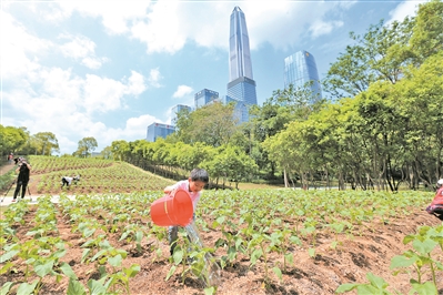 市民中心的向日葵花景昨日得到复种。