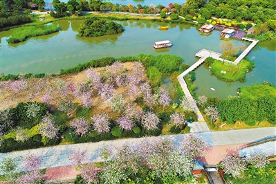 海珠国家湿地公园，满眼芳菲。广州日报全媒体记者杨耀烨 摄