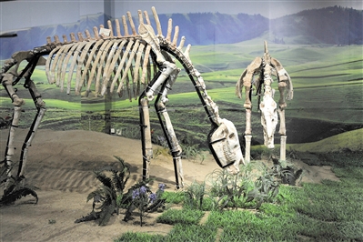 三趾马化石，为国家一级重点保护化石。广州日报全媒体记者杨耀烨 摄