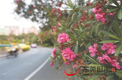 东莞大道三元立交桥附近,一片夹竹桃花开正艳 (记者 陈栋 摄)