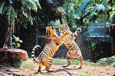 谭明志在广州动物园拍摄到的动物趣事。