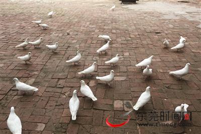 ▲道滘粤晖园里，一群白鸽悠闲地散步 记者 陈帆 摄
