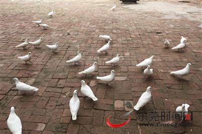 ▲道滘粤晖园里,一群白鸽悠闲地散步 记者 陈帆 摄