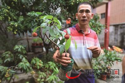 邝耀祥和他培育的盆栽荔枝