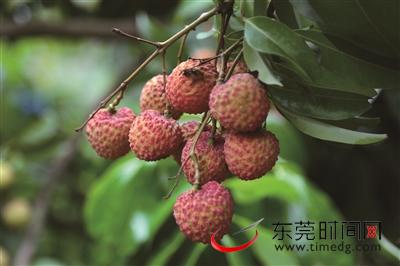 邝耀祥培育的荔枝新品种——小香红