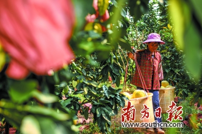 产业园里，柚农采摘忙。