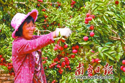 惠來號稱“中國荔枝之鄉”。今年荔枝喜獲豐收。