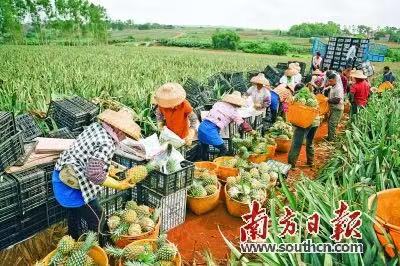 2021年徐闻菠萝采收现场。