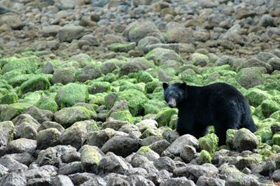 克里阔特湾出没的黑熊  © Destination BC/Tom Ryan