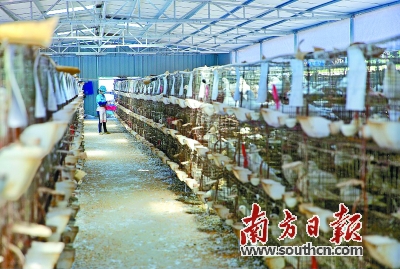 梅州市金绿现代农业发展有限公司产出的肉鸽主要供应港澳市场。