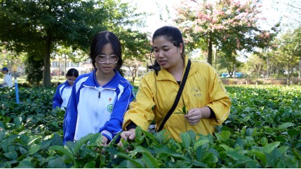 图示为:小学生参观英德市英红镇英德红茶产业并开展研学图