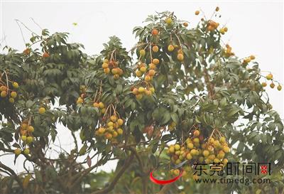 市农业部门初步预测,今年“莞荔”将迎来一个大丰收年 记者 李梦颖 摄