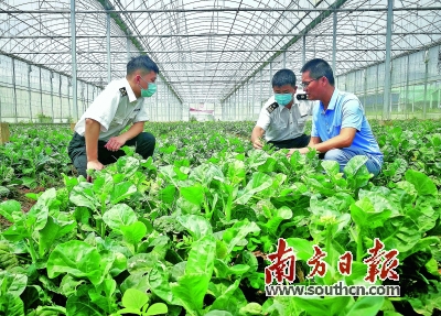 梅州海关关员对已注册备案的蔬菜出口基地进行日常监管。
