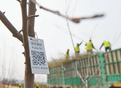 雄安新区“千年秀林”栽植苗木上的二维码（3月21日摄）。新华社记者 牟 宇摄