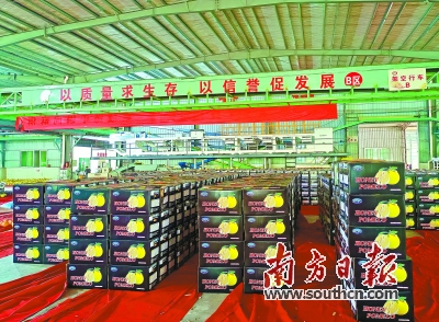 一箱箱梅州蜜柚“整装待发”，即将进入欧盟市场。