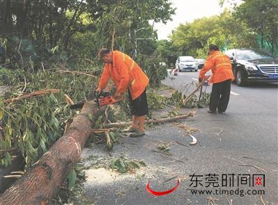 环城路辅道,工作人员正在清理路边倒伏的树木