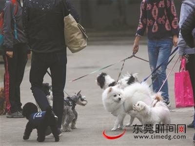 东莞街头，经常可以看到爱狗人士带着狗狗遛弯。资料图 记者 陈帆 摄