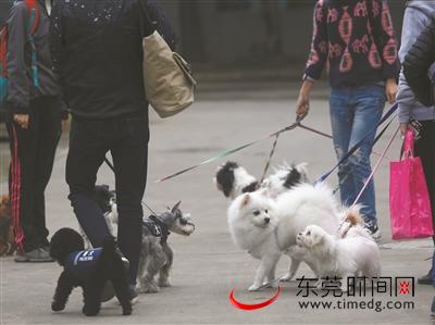 东莞街头,经常可以看到爱狗人士带着狗狗遛弯。资料图 记者 陈帆 摄