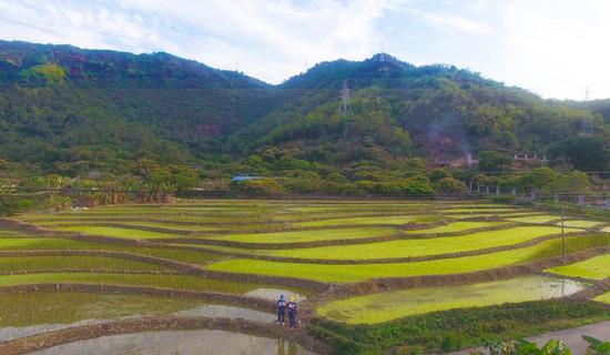 3月28日，南方电网广东惠州惠城供电局青年突击队在三栋坝山口村用无人机开展春耕巡维工作，同时做好清明防山火的线路安全保障。黄熙杰 摄