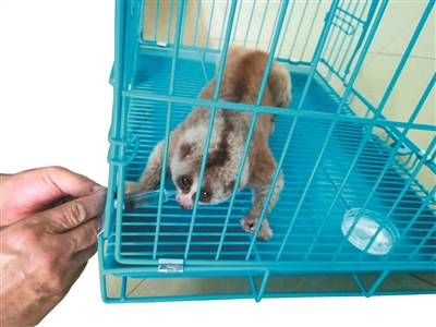工作人员用针管给蜂猴喂生理盐水