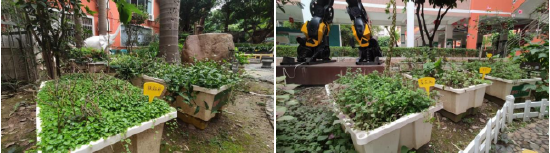 园内长着不同种类的植物