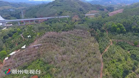 潮州饶平浮滨漫山紫荆开成花海 花期将到下个