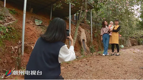 潮州饶平浮滨漫山紫荆开成花海 花期将到下个