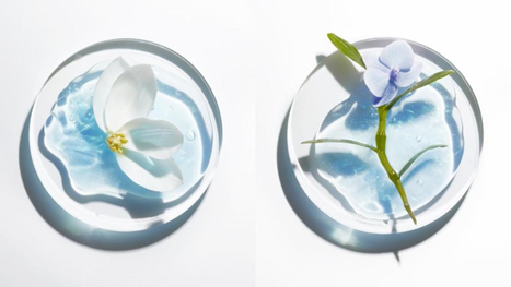 Zeta Fraction™技术活萃整株莲花