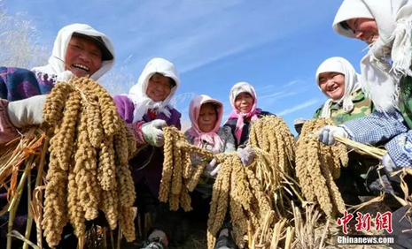 　资料图：2017年10月13日，位于祁连山下甘肃张掖小米种植专业合作社的农户正在忙碌着收割成熟的绿色有机无公害谷子。王将 摄