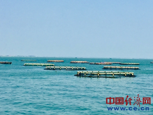 湛江湾海面上星罗棋布的深海养殖网箱。徐航摄