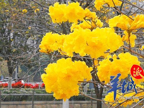南海金融公园里的黄花风铃木
