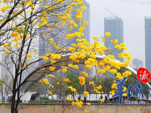 南海金融公园里的黄花风铃木