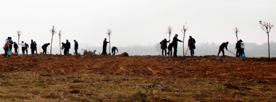 图为植树现场