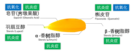 金盏花的五大天然抗痘成分