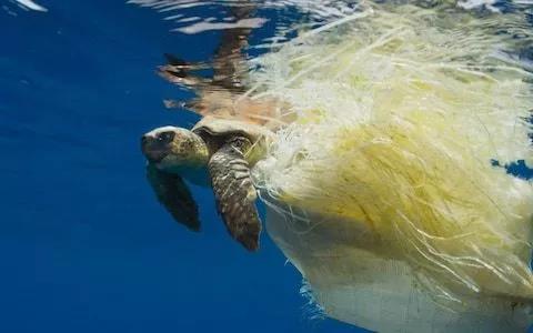 海洋垃圾致使海龟因缠绕而无法进食或窒息死亡事件频发