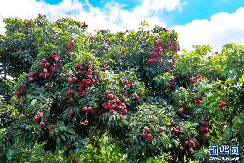 廣州荔枝壓枝頭 綠美城鄉(xiāng)滋養(yǎng)一園紅荔