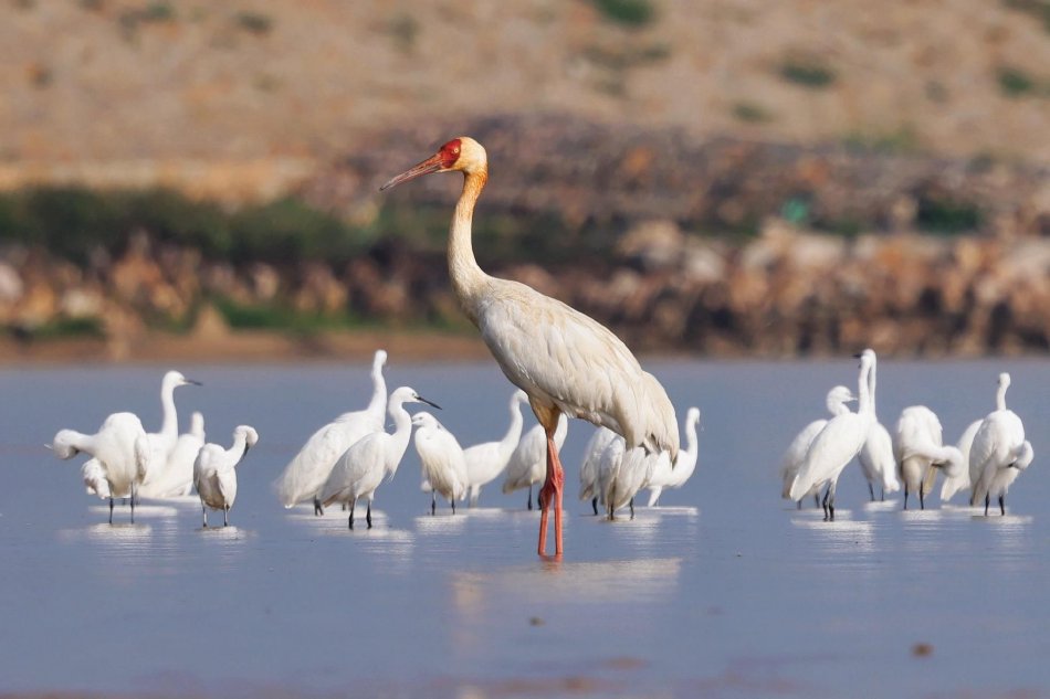  The first batch of southward migratory birds arrived in Guangdong and ushered in the bird watching season