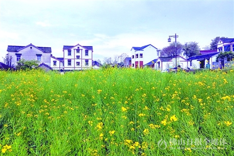 南京市江宁区徐家院村打造特色田园乡村，种植大批鲜花，吸引游客。